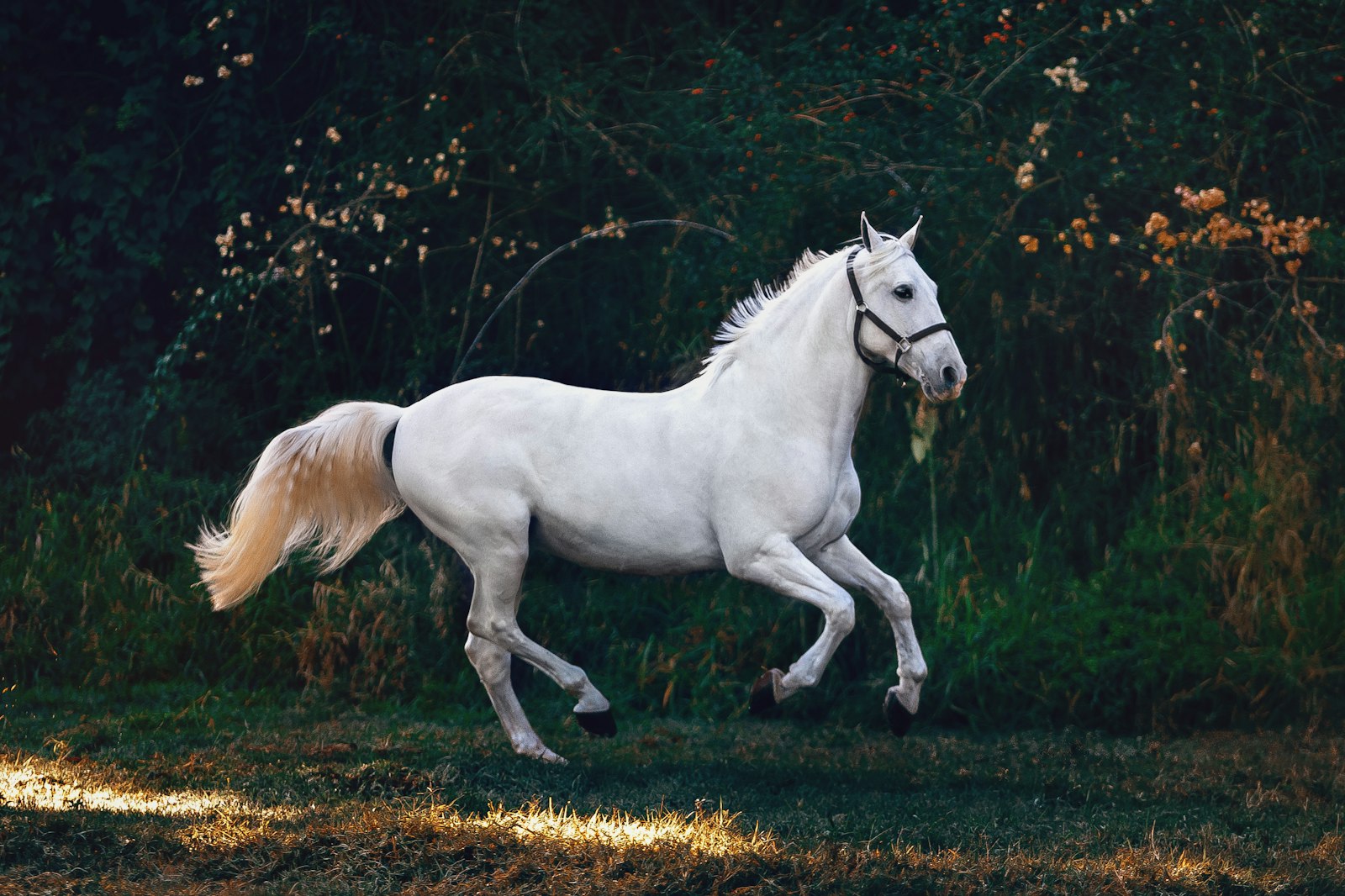 Caballo blanco galopando a contraluz