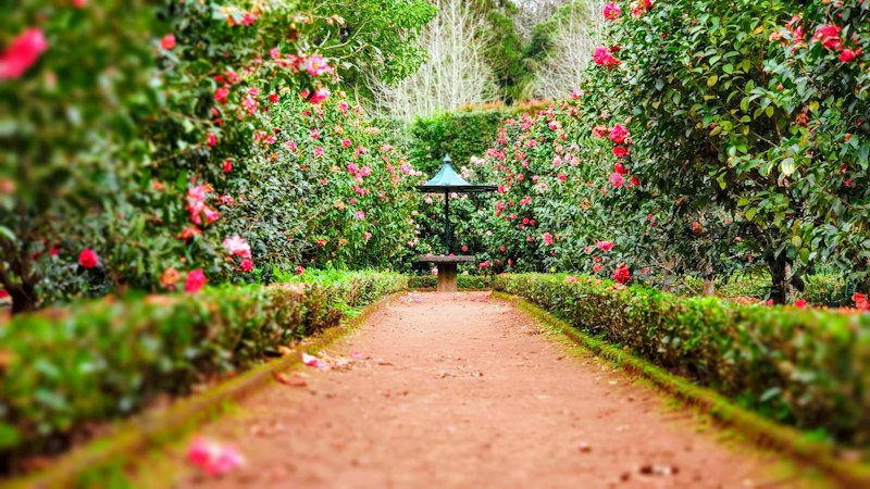 Sendero del jardín entre camelias